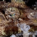 flathead_crocodile_lsb_ki_h_0023_kom5606.jpg